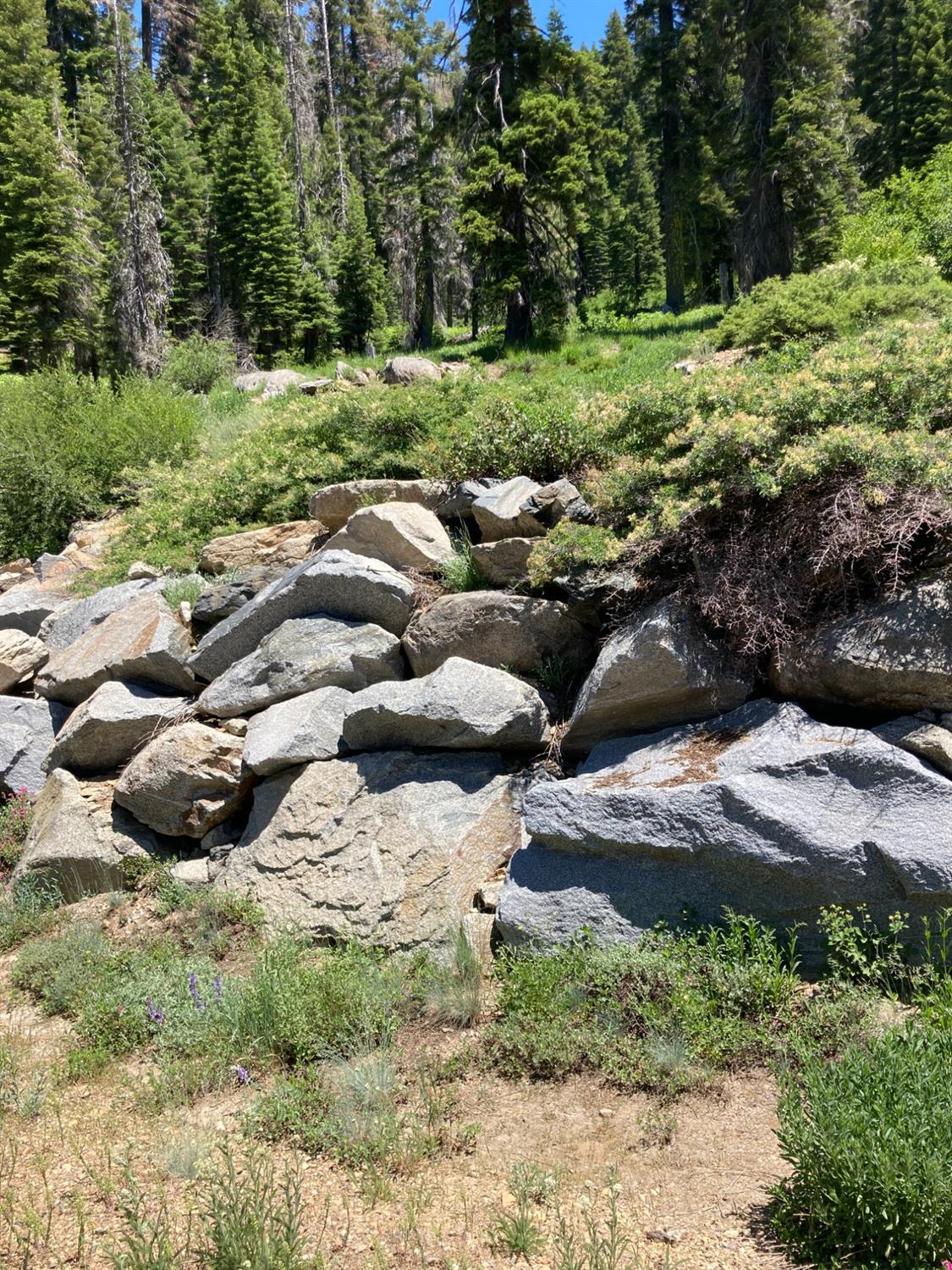 325 Norton Meadows Road Bucks Lake, CA 95971 - Photo 2 of 3 a view of a bunch of trees and some trees