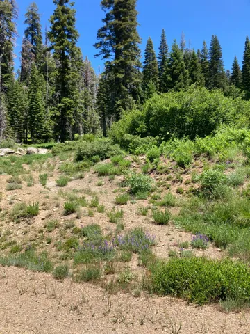 a view of a field with trees in the background