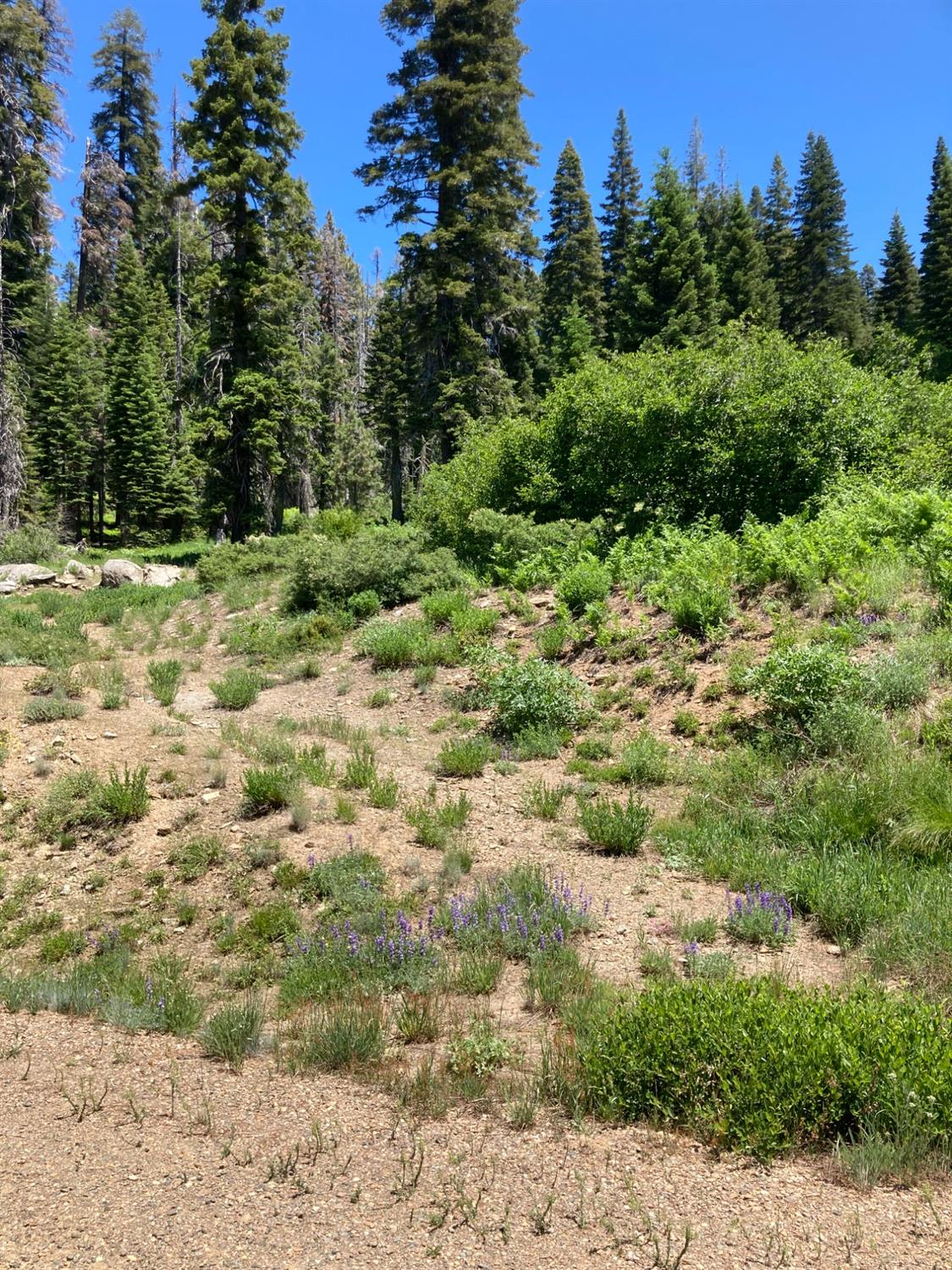 325 Norton Meadows Road Bucks Lake, CA 95971 - Photo 3 of 3 a view of a field with trees in the background