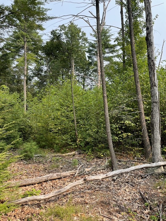 Back Lot 0 Back Road Hardwick, MA 01037 - Photo 2 of 3 a view of a yard