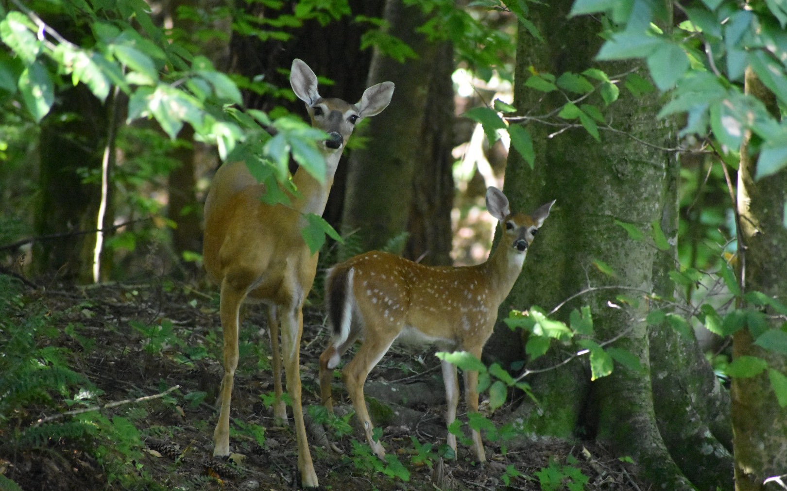 1822 Hidden Lake Court Cherry Log, GA 30522 - Photo 39 of 42 Additional View