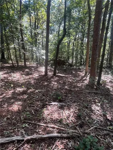 a view of a forest with trees