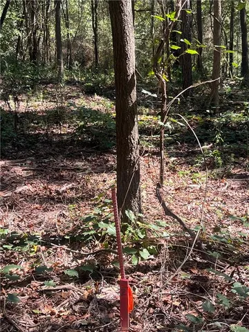 a view of a tree with a tree