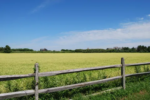 a market with a variety of fruits and vegetables