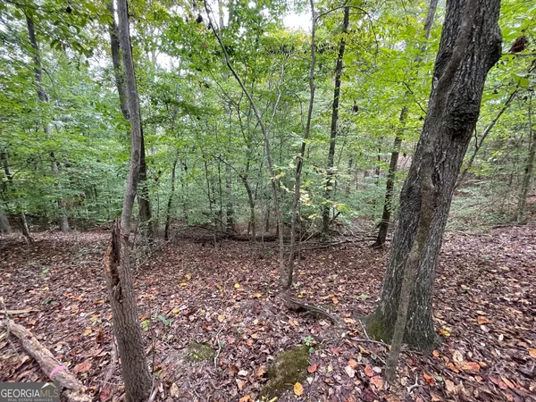 a view of a forest that has large trees