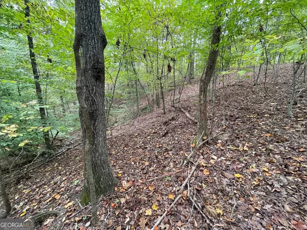 a view of a forest with trees