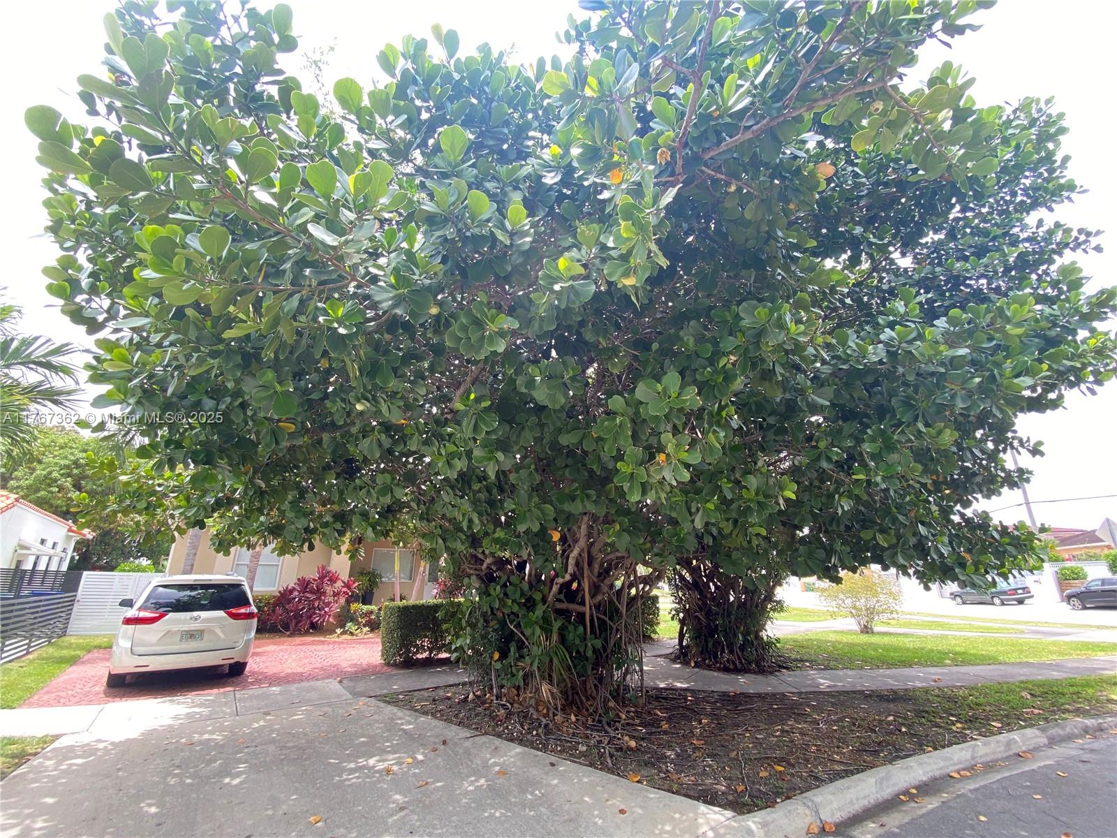 790 Southwest 21st Road Miami, FL 33129 - Photo 72 of 83 Street View, privacy trees