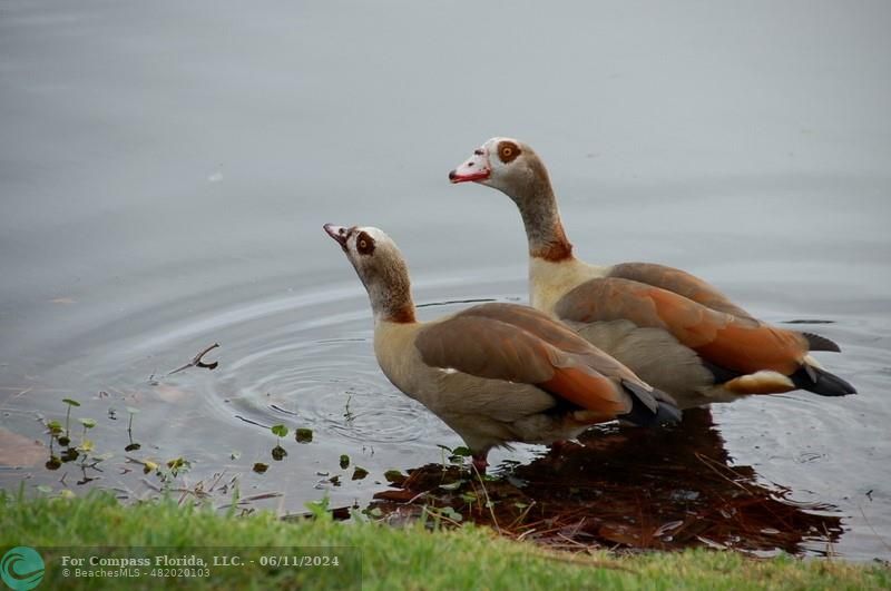 448 Pine Glen Lane, Unit E Greenacres, FL 33463 - Photo 27 of 35 a backyard of a house with lots of green space and deers