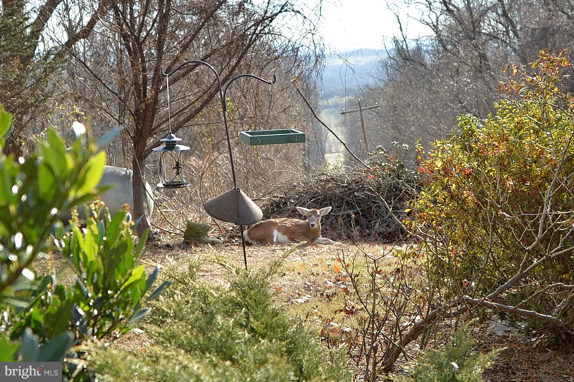 34973 Sunny Ridge Road Round Hill, VA 20141 - Photo 51 of 52 Wildlife abounds