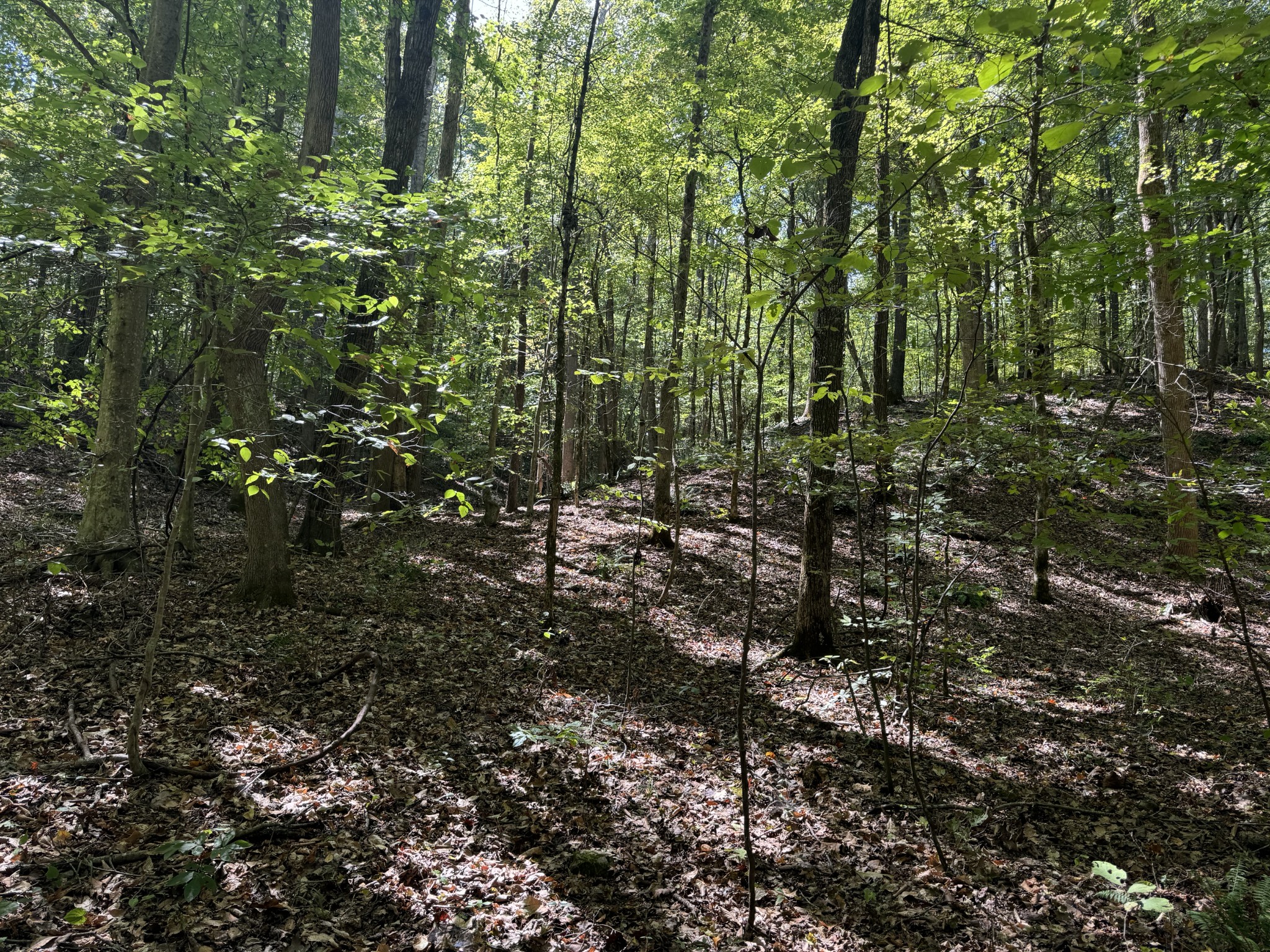 0 Highway 50 W Loop Centerville, TN 37033 - Photo 14 of 48