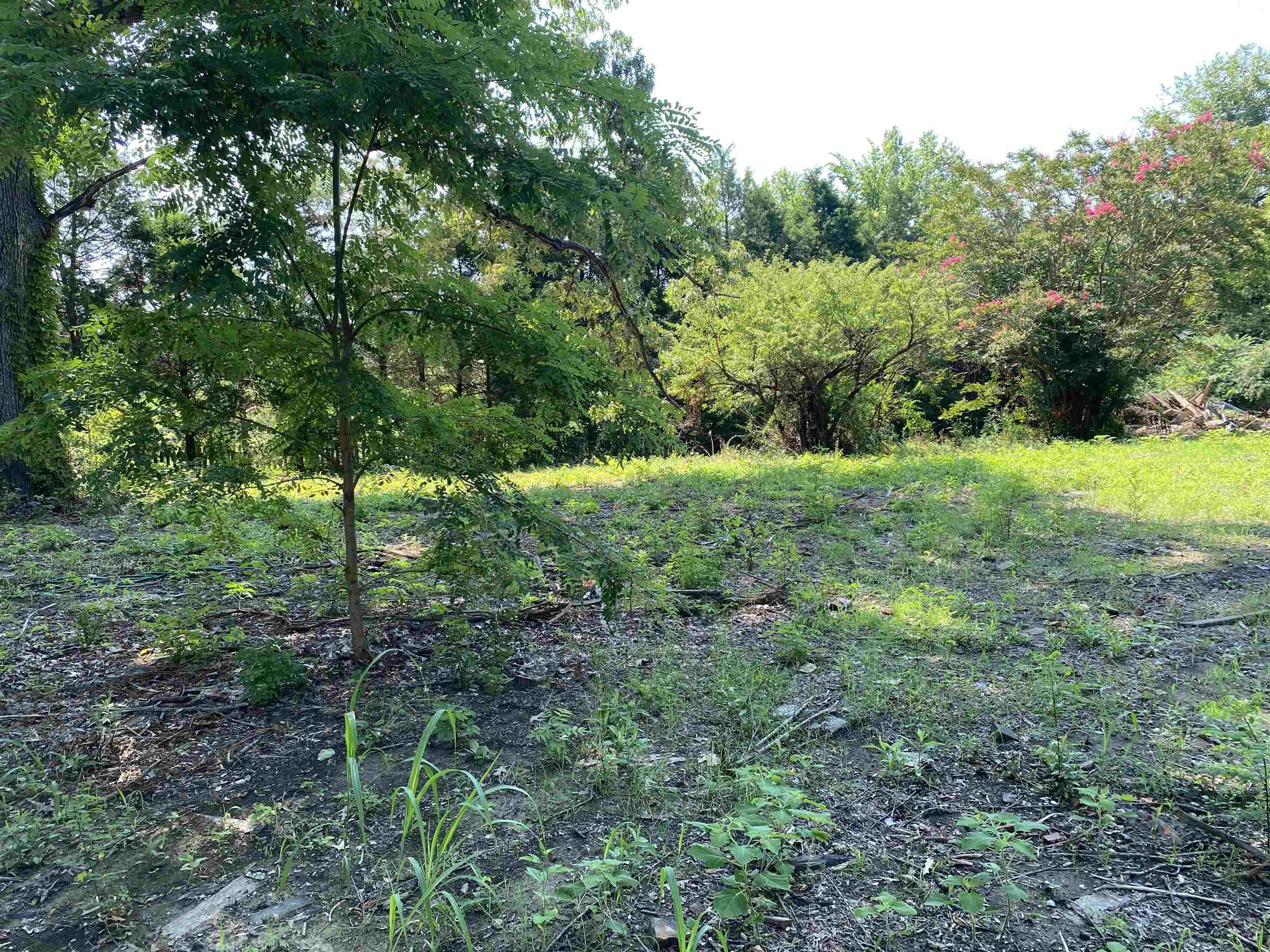 2383 Robert Johnson Road Covington, TN 38019 - Photo 5 of 5 View of local wilderness