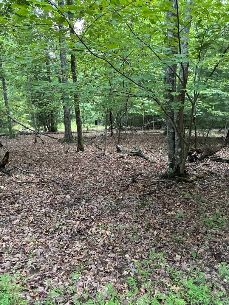 50 Pickelsimer Road Morganton, GA 30560 - Photo 3 of 14 a view of a forest with trees