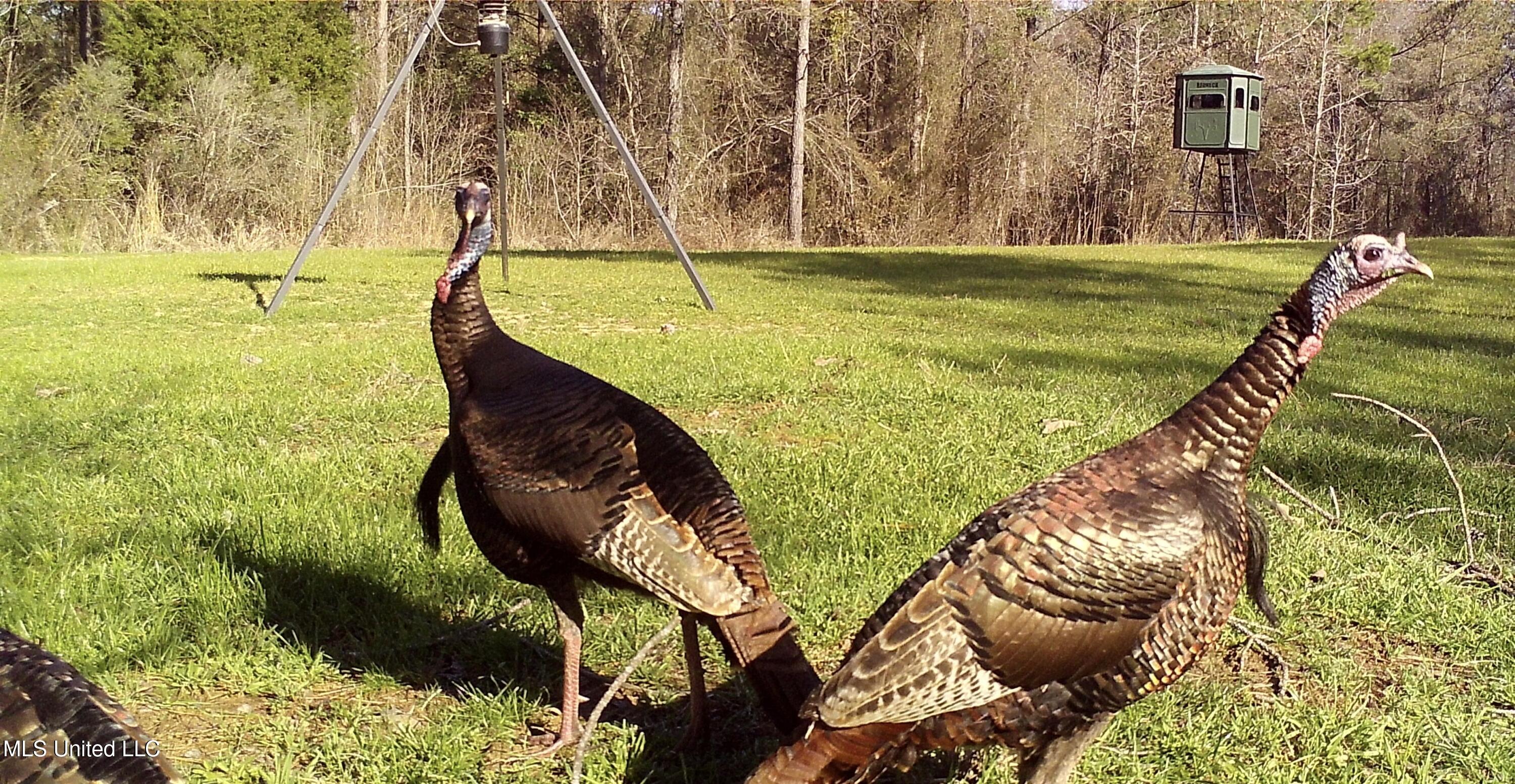 1131 Cauthen Road Camden, MS 39045 - Photo 2 of 53 6D2FFAE2-1E20-4B74-B64A-C5370A0E5EE4