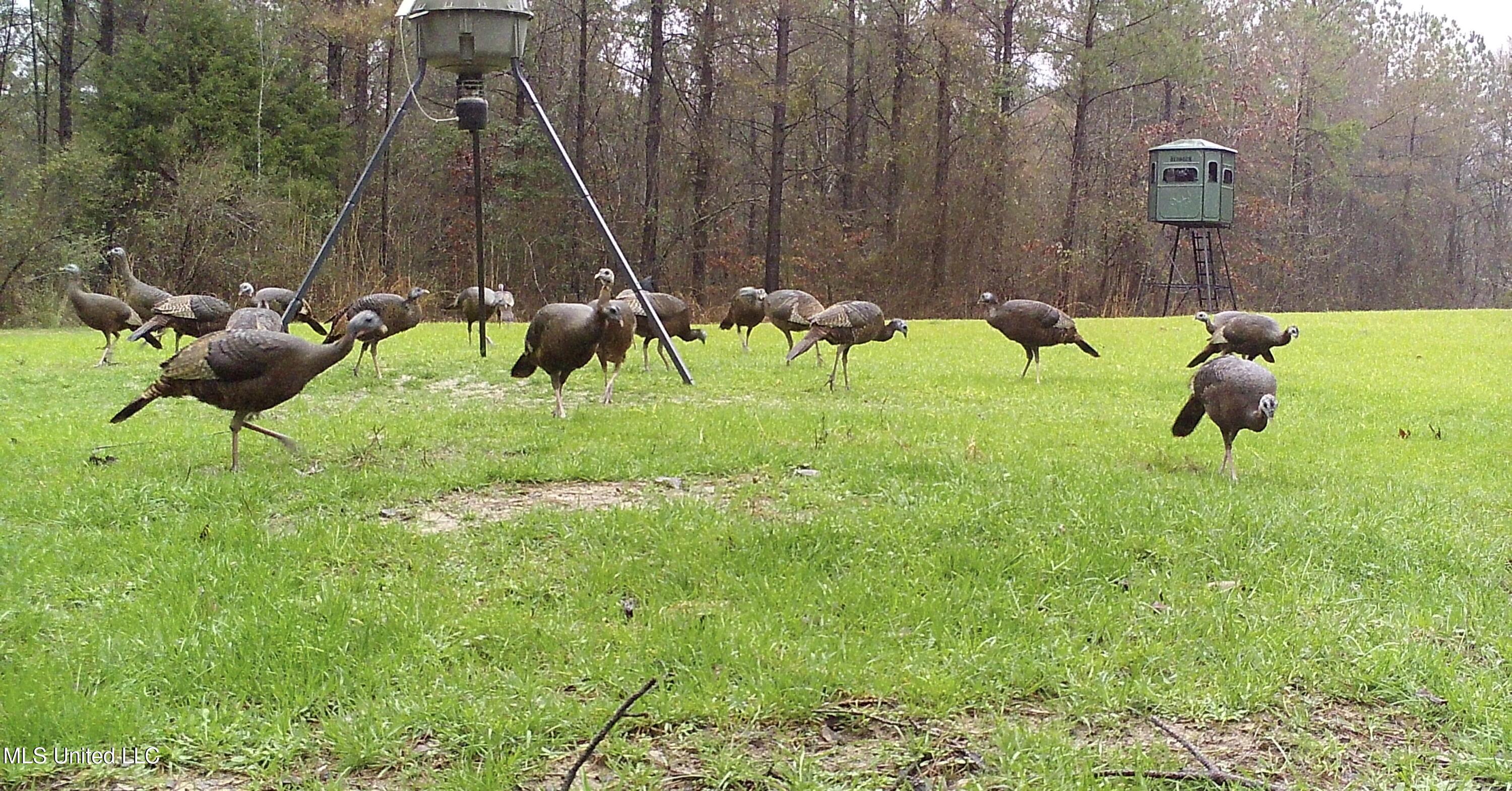 1131 Cauthen Road Camden, MS 39045 - Photo 27 of 53 B0B0D49D-C86F-4964-A89F-B151FCDACF9D