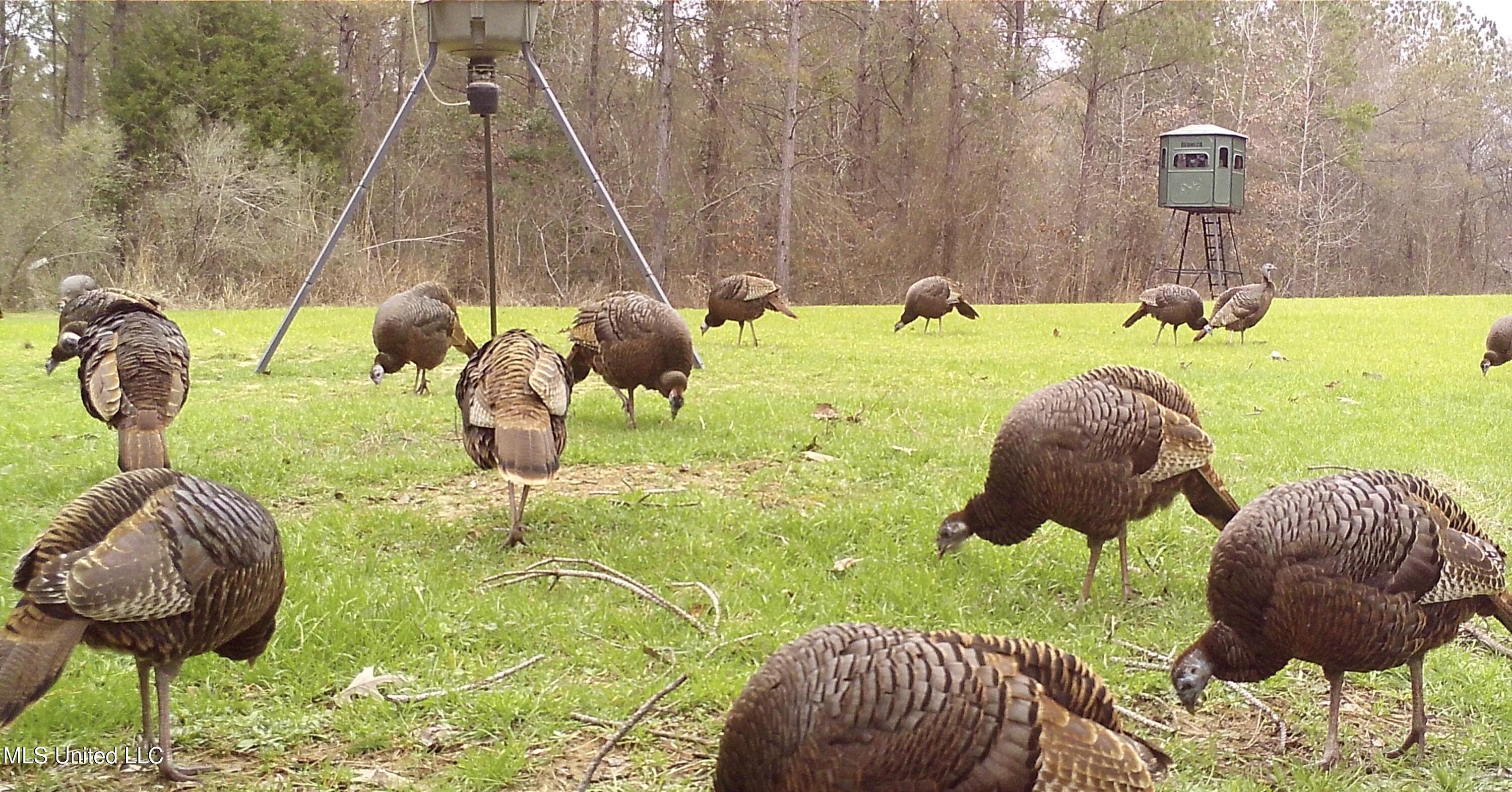 1131 Cauthen Road Camden, MS 39045 - Photo 32 of 53 BF6EB5D7-FA7F-4533-9894-0B6B6058E27F