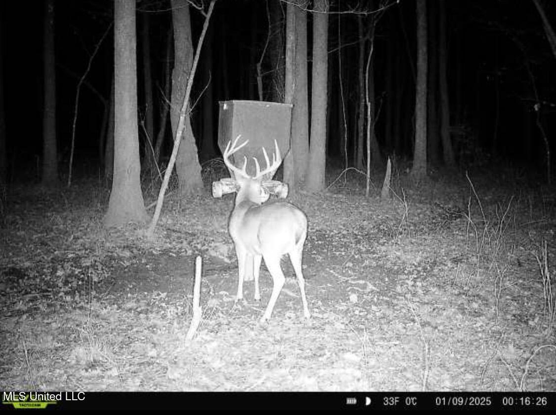 1131 Cauthen Road Camden, MS 39045 - Photo 35 of 53 IMG_9498