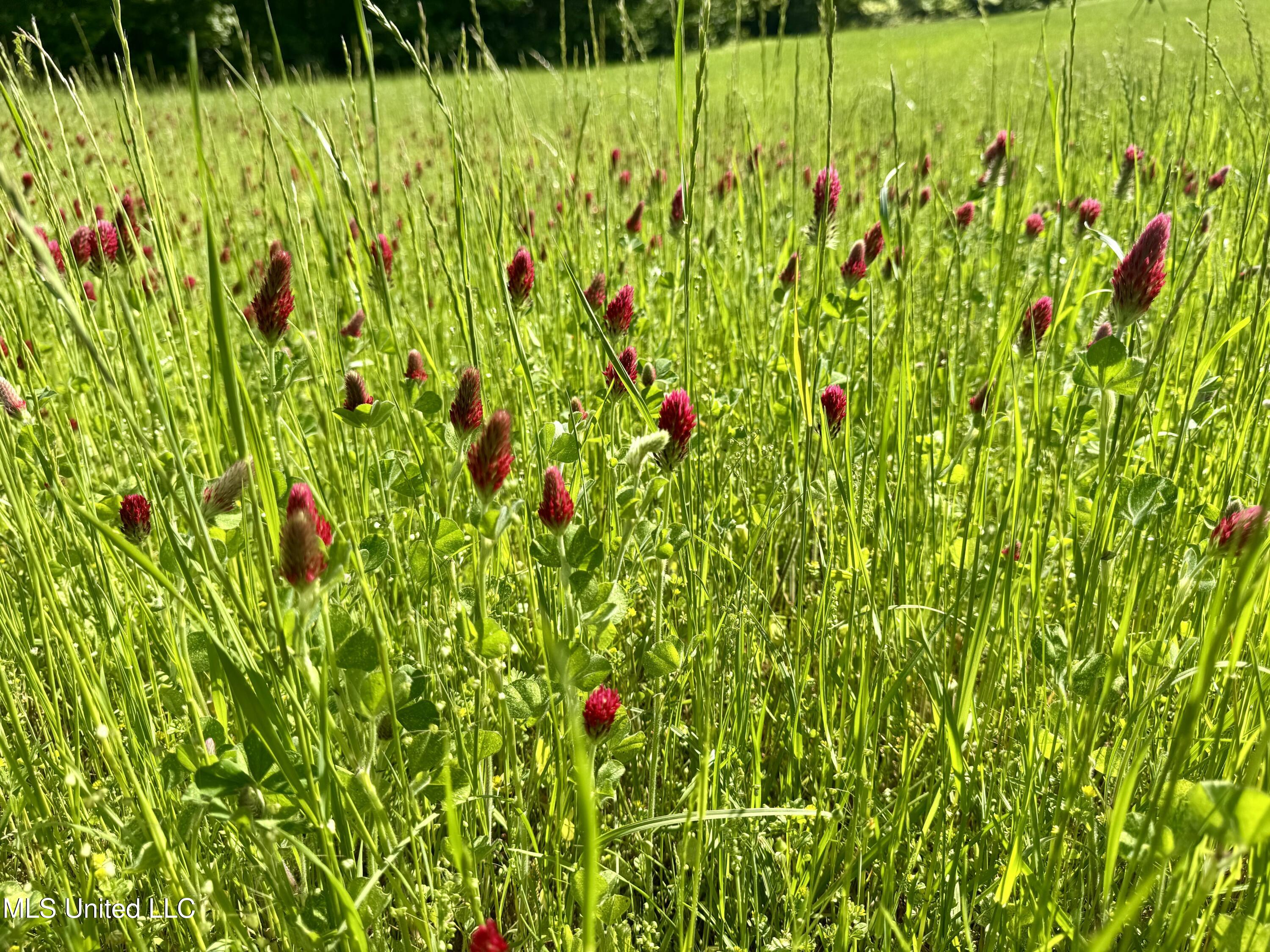 1131 Cauthen Road Camden, MS 39045 - Photo 39 of 53 DD8F6559-4506-47BC-B646-9D6AF7693AA2