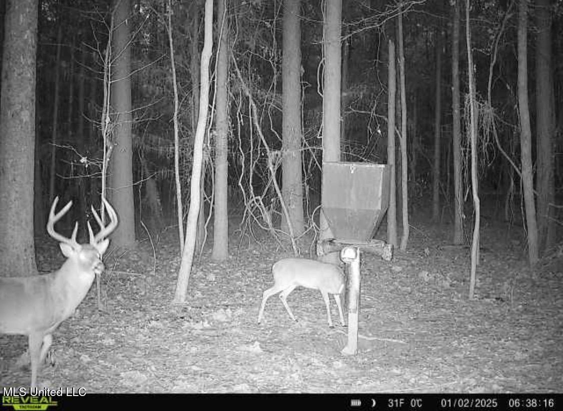 1131 Cauthen Road Camden, MS 39045 - Photo 41 of 53 IMG_8827