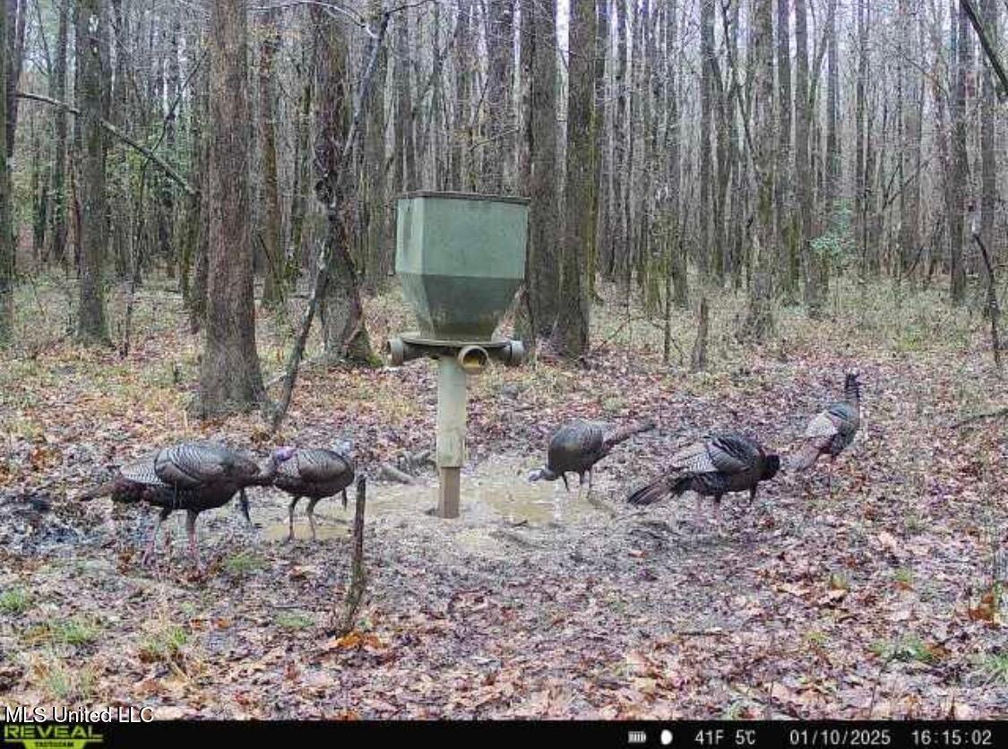 1131 Cauthen Road Camden, MS 39045 - Photo 44 of 53 IMG_9497