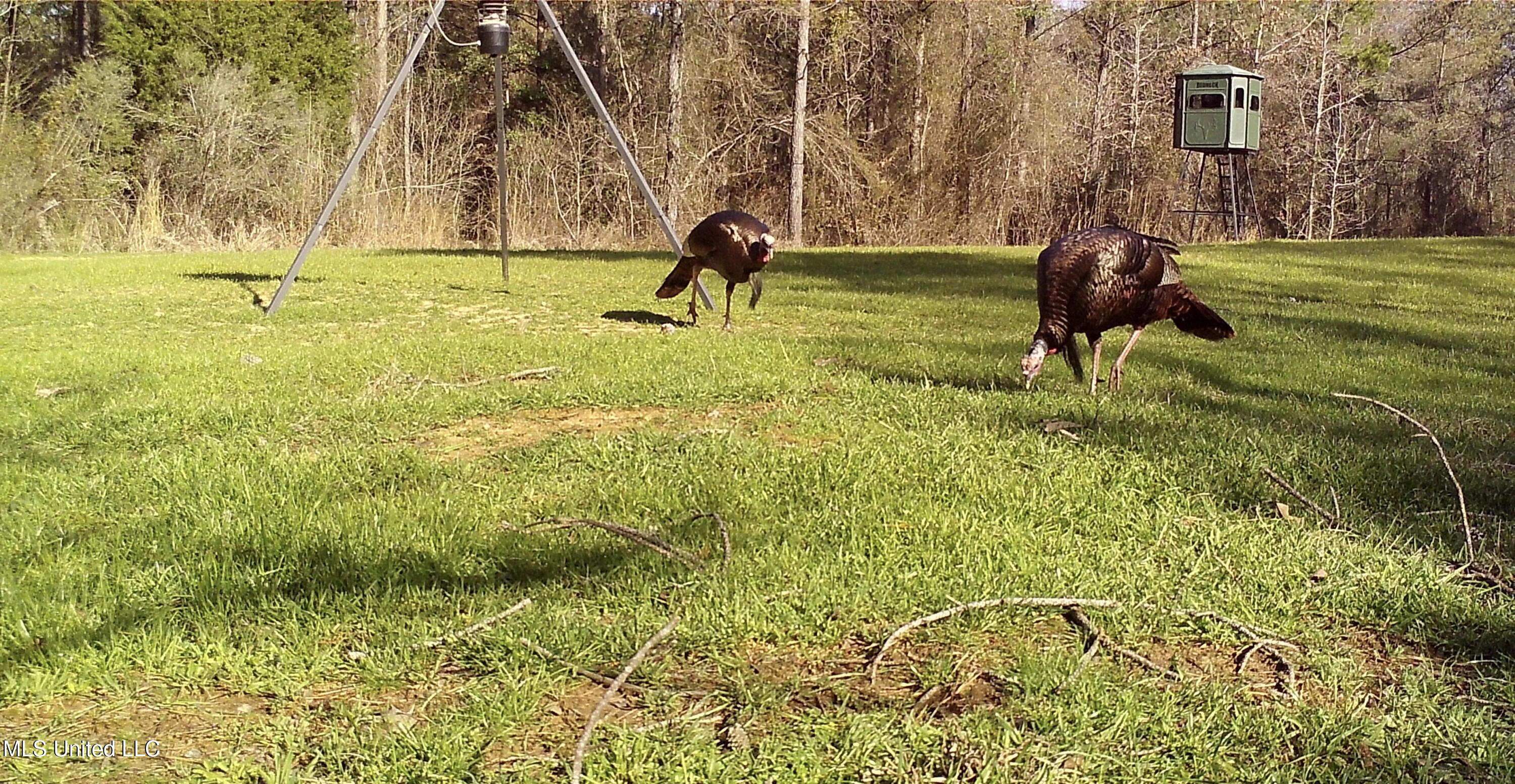 1131 Cauthen Road Camden, MS 39045 - Photo 46 of 53 25E6B947-E32F-4CC9-879B-283910F03A81