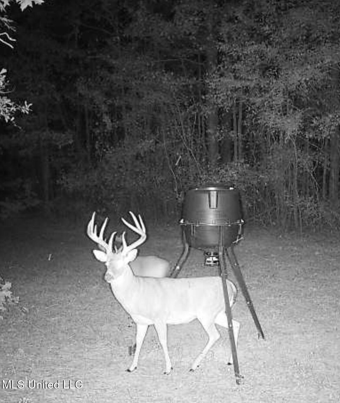 1131 Cauthen Road Camden, MS 39045 - Photo 50 of 53 IMG_9528