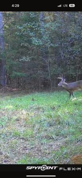 Lot 8 Saggus Road Washington, GA 30673 - Photo 12 of 42 IMG_9449