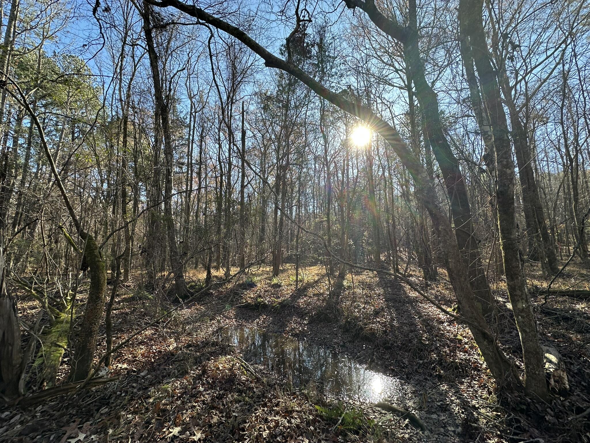 Lot 8 Saggus Road Washington, GA 30673 - Photo 2 of 42 IMG_9429