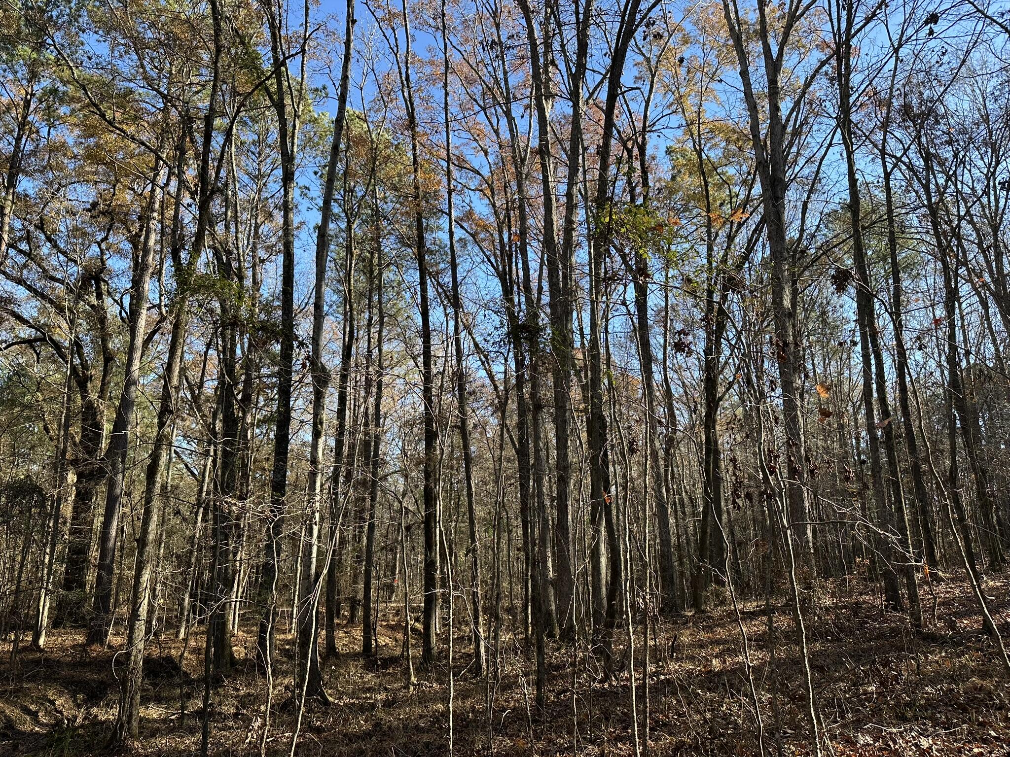 Lot 8 Saggus Road Washington, GA 30673 - Photo 5 of 42 IMG_9432