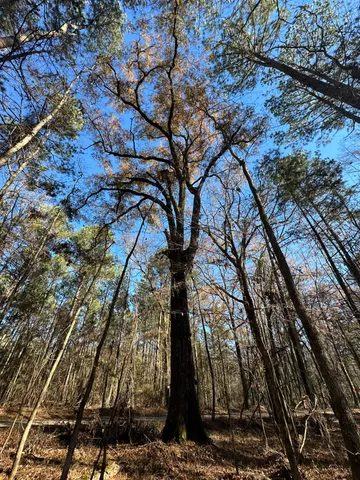 $32,000 | Lot 8 Saggus Road, Washington, GA 30673