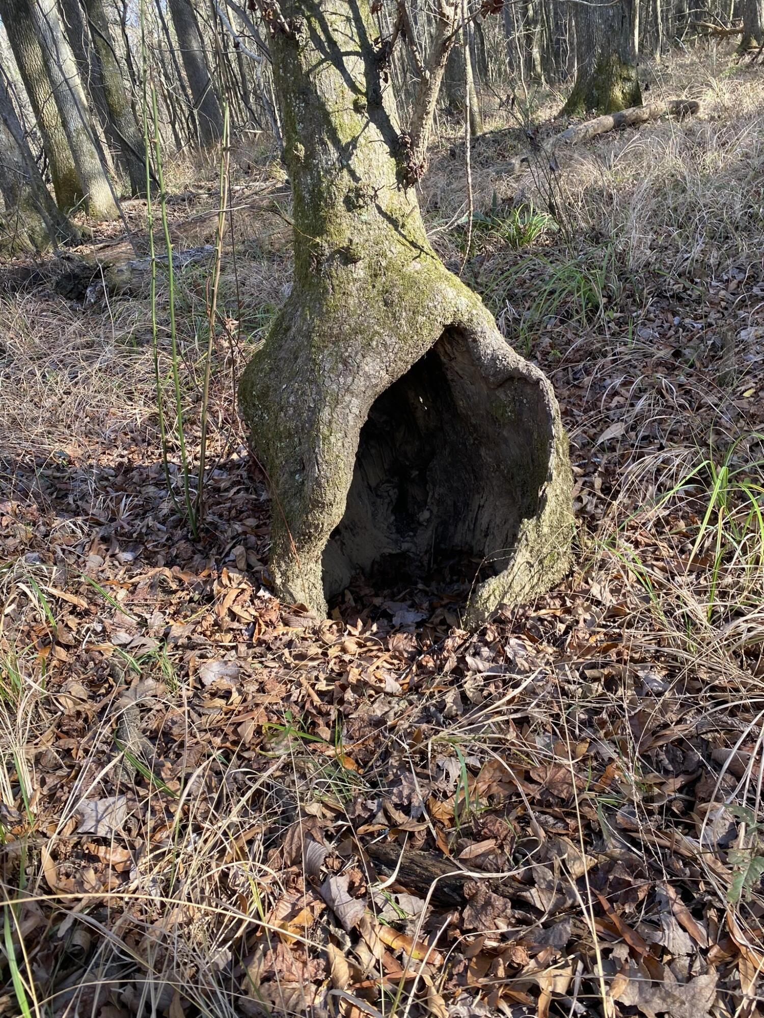 Lot 8 Saggus Road Washington, GA 30673 - Photo 8 of 42 IMG_0852