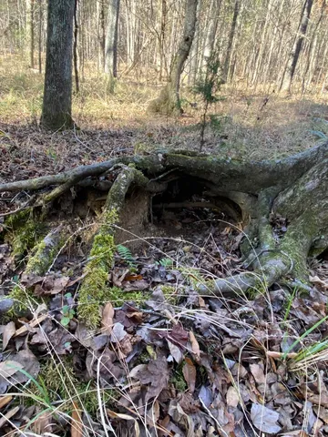 $32,000 | Lot 8 Saggus Road, Washington, GA 30673