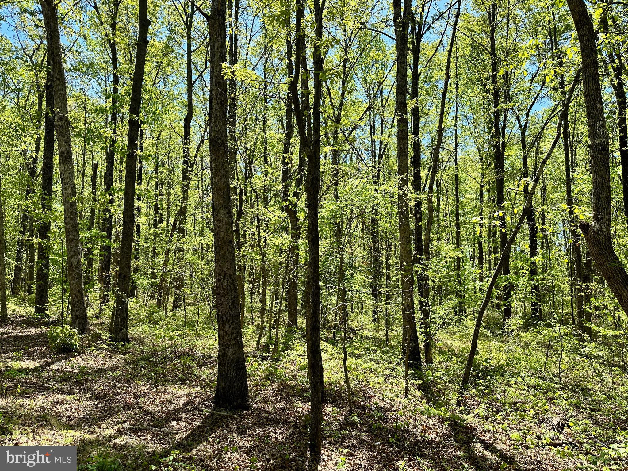 Old Plank Road Locust Grove, VA 22508 - Photo 2 of 7 Gallery Image 2