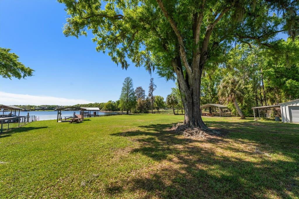 421 East County Line Road Lutz, FL 33549 - Photo 22 of 37 a view of a trees with yard
