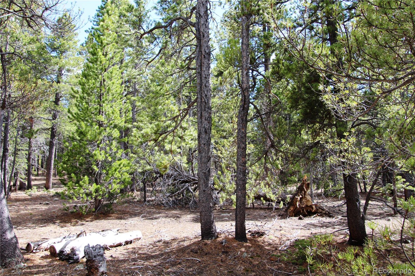 435 Aspen Road Black Hawk, CO 80422 - Photo 5 of 36