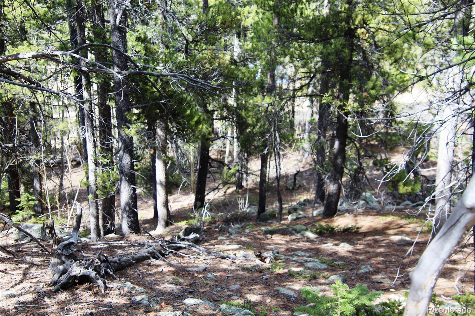 435 Aspen Road Black Hawk, CO 80422 - Photo 6 of 36