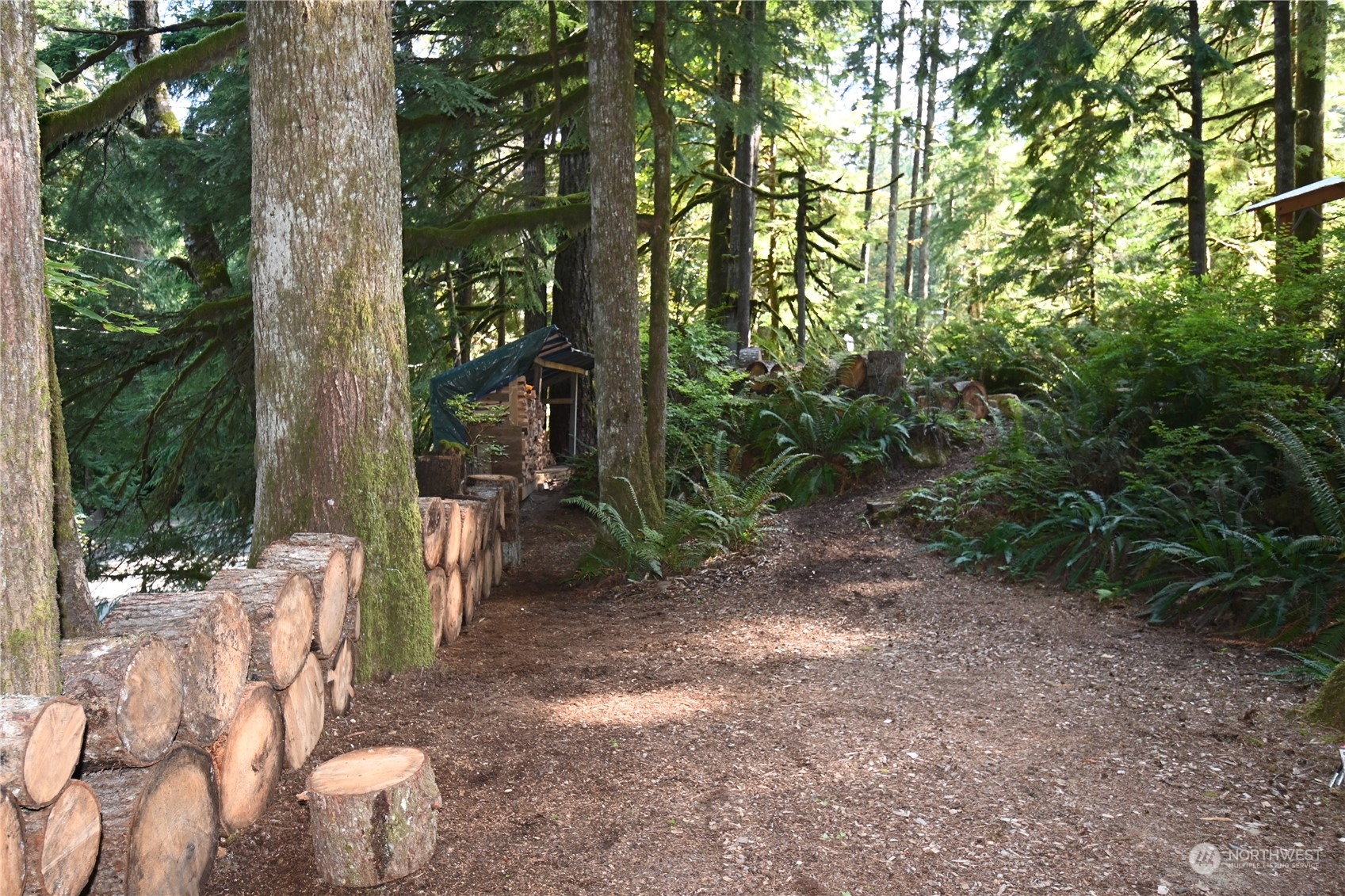 52016 South Riverside Road Gold Bar, WA 98251 - Photo 29 of 39 a view of a forest with large trees