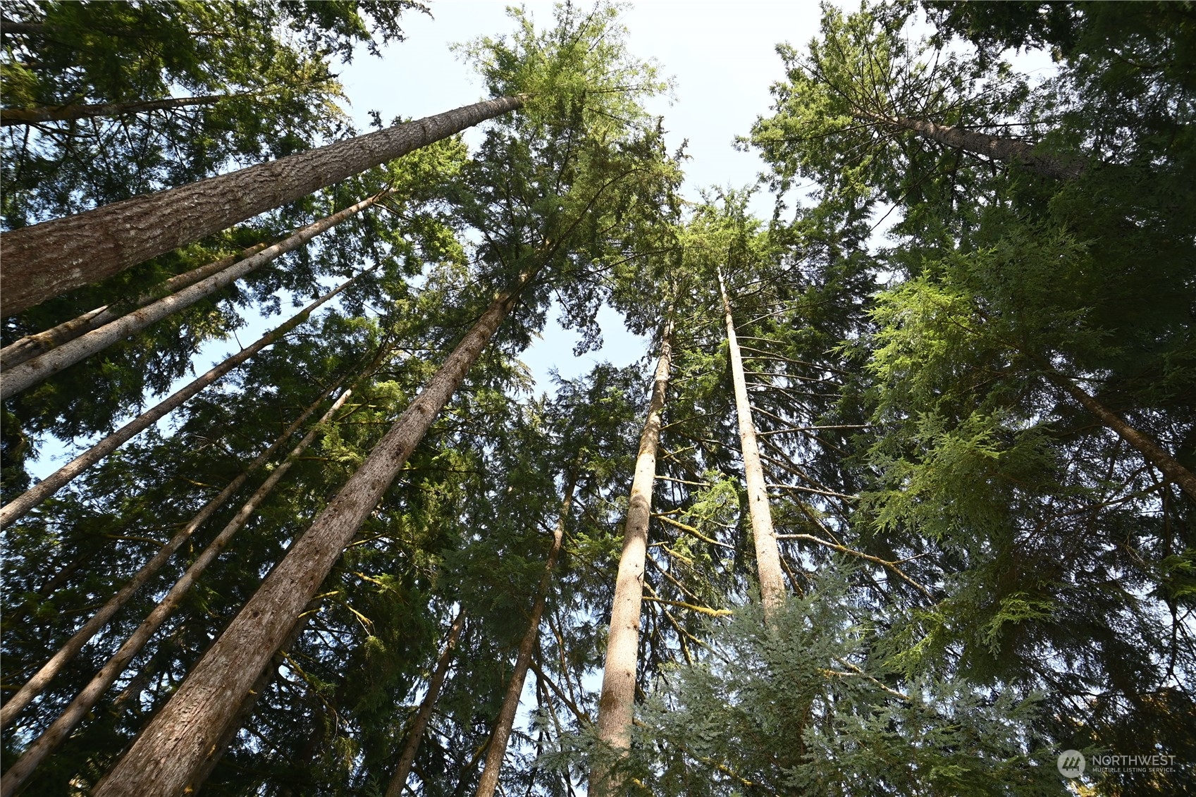 52016 South Riverside Road Gold Bar, WA 98251 - Photo 33 of 39 a view of tree
