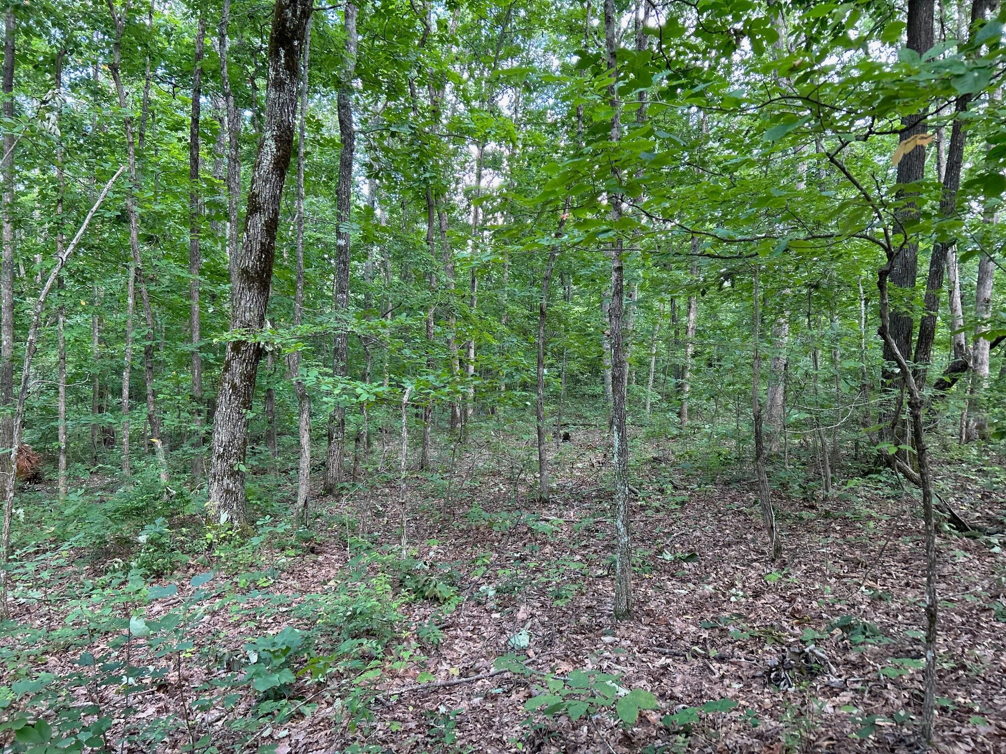 16 Raccoon Ridge Road Spring City, TN 37381 - Photo 6 of 12