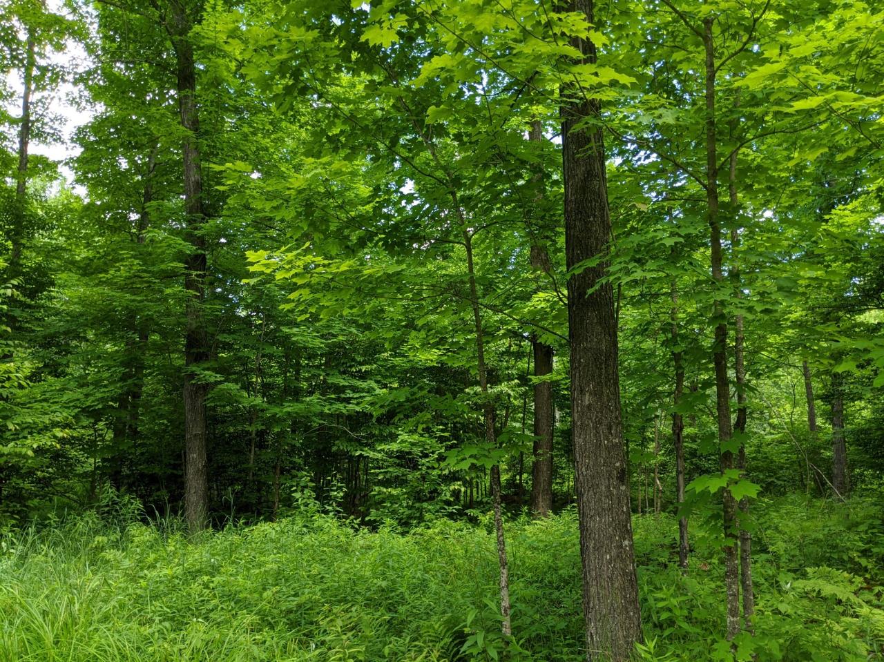 W5582 West Hackett Road Phillips, WI 54555 - Photo 21 of 36 Gallery Image 21