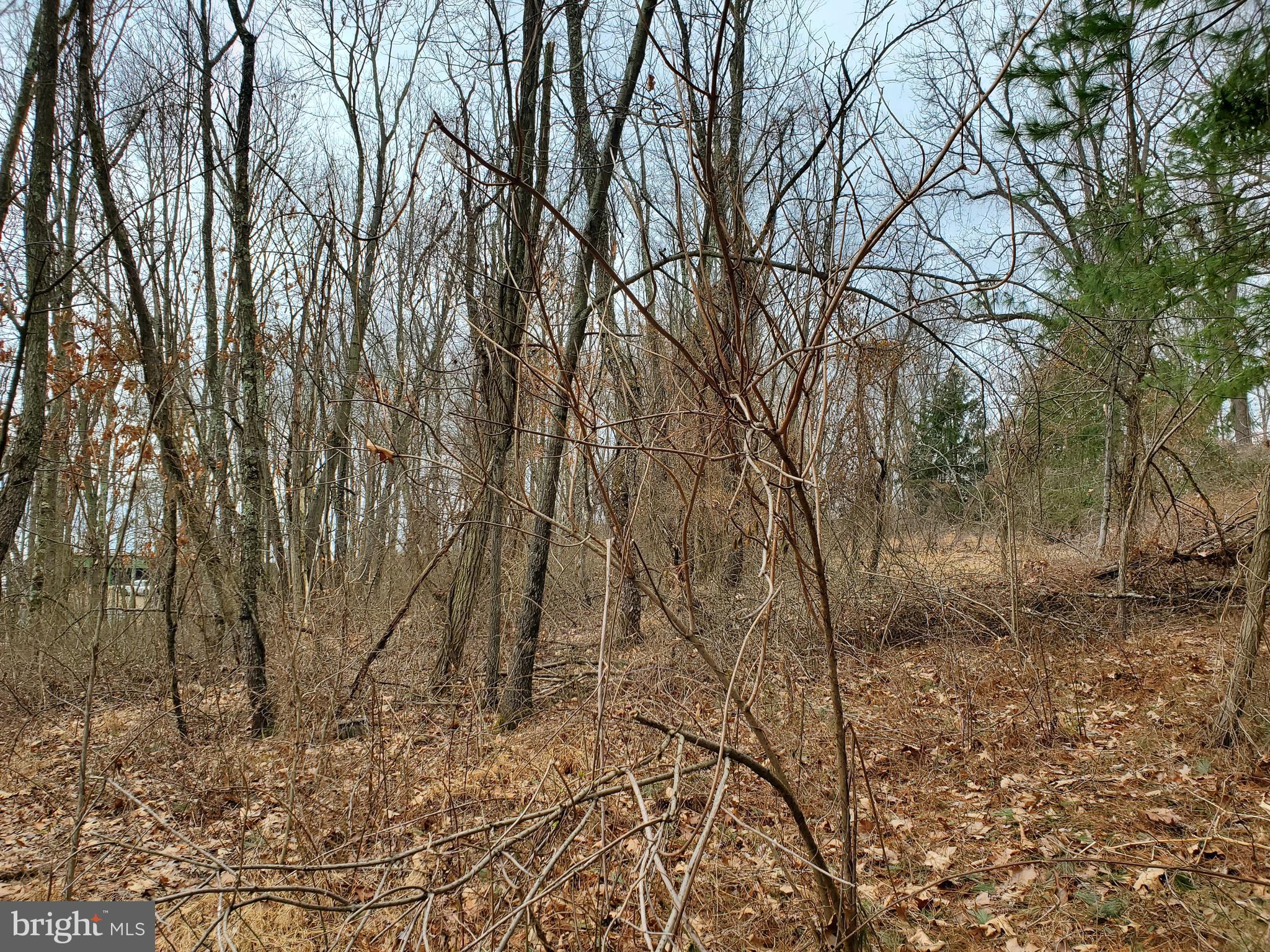 Mountain Road Augusta, WV 26704 - Photo 7 of 11 Property in January
