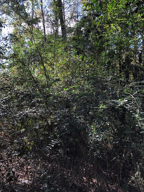 0 Highway 52 Slocomb, AL 36375 - Photo 7 of 12