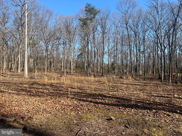 a view of dirt yard with large trees