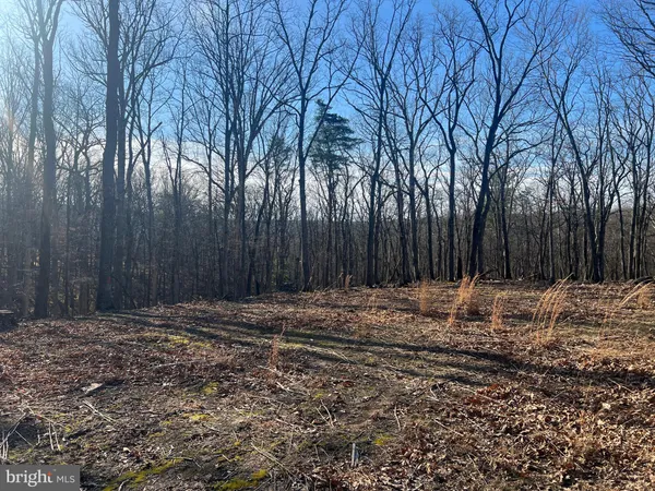 a view of a backyard with large trees