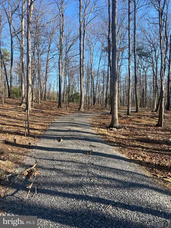 a view of a yard with large trees