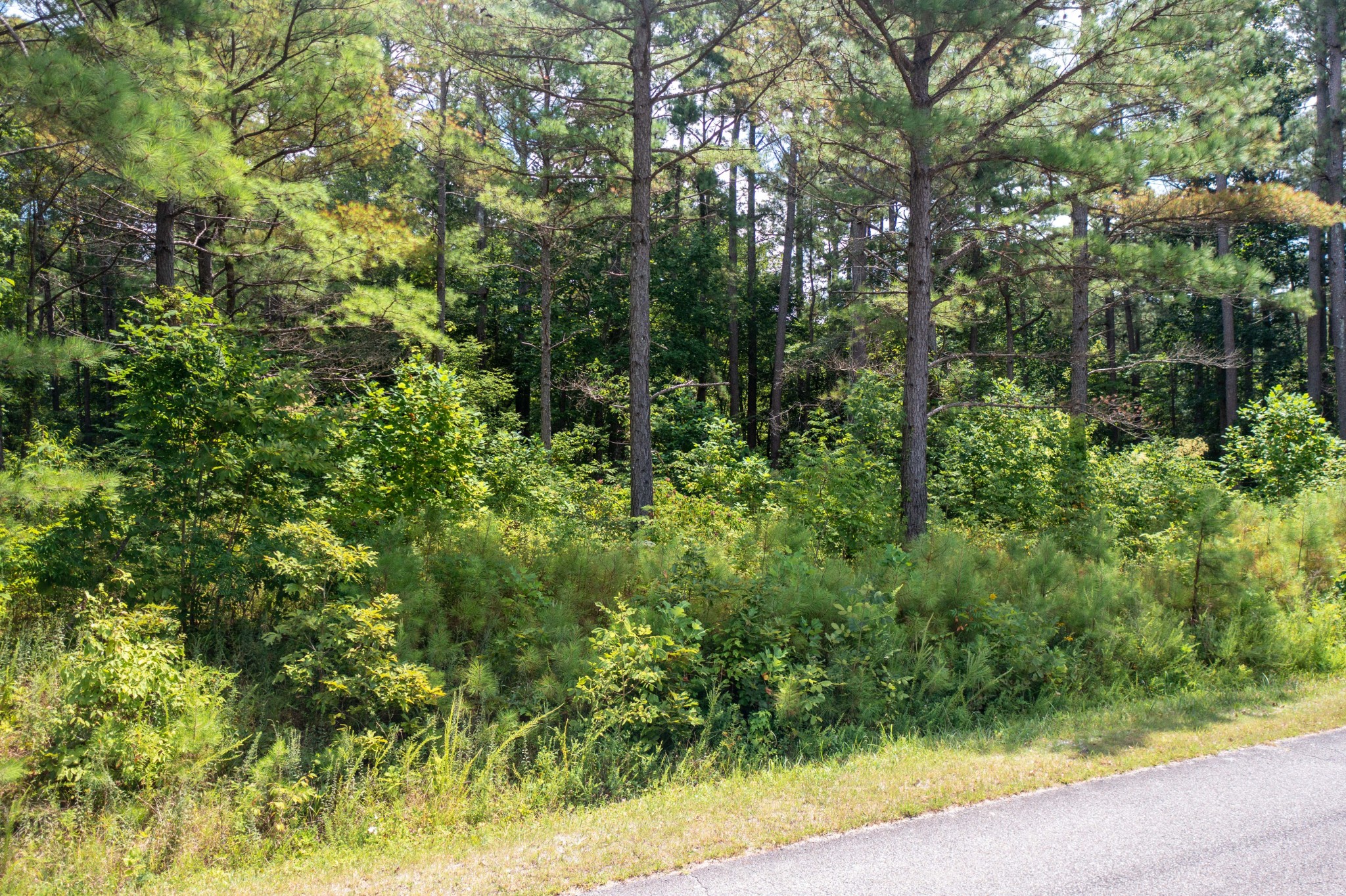 0 South Bear Creek Road Dickson, TN 37055 - Photo 5 of 7 a view of a yard with plants and large trees