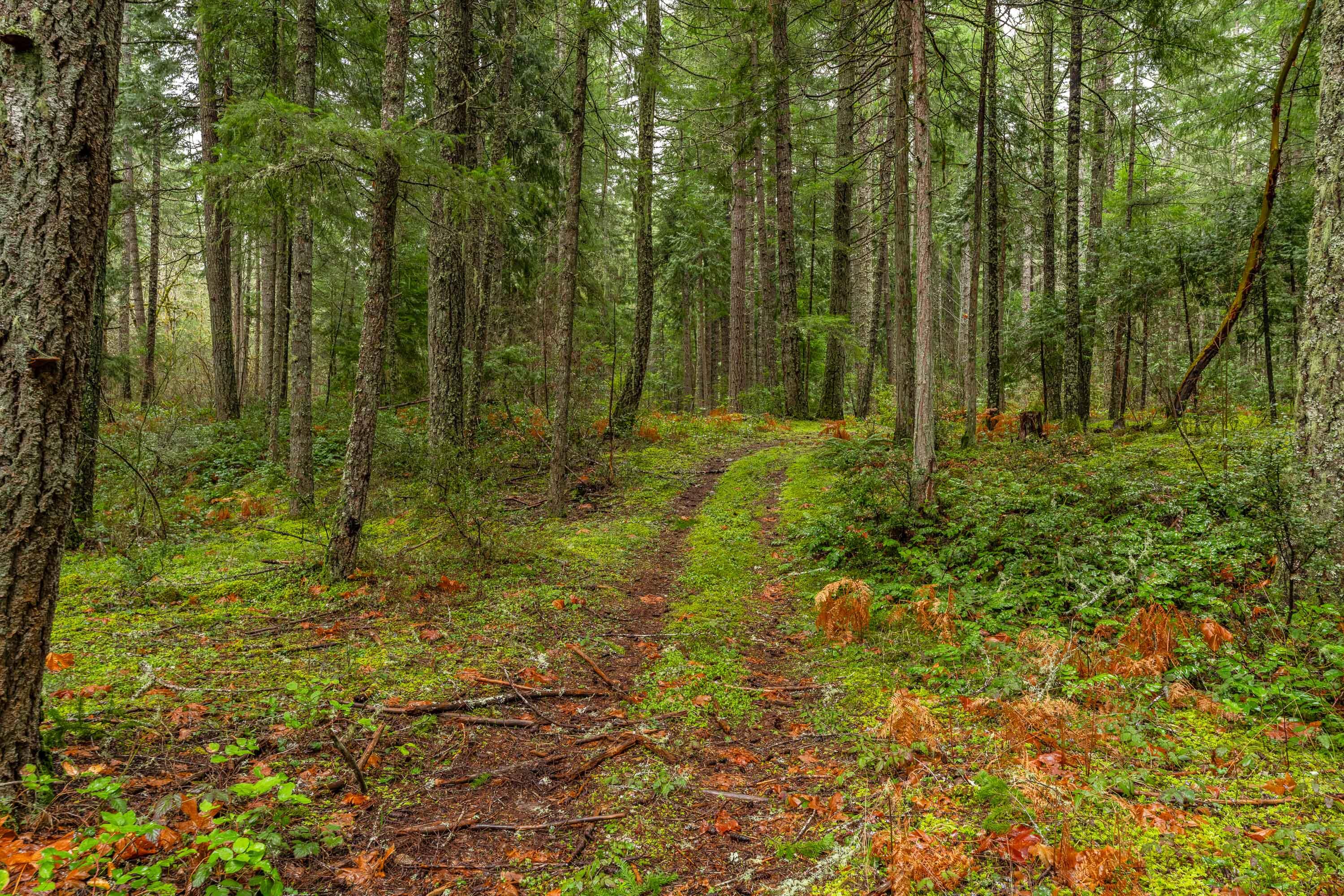 0 Upper Cow Creek Road Azalea, OR 97410 - Photo 17 of 28 EXT2 (12 of 19)