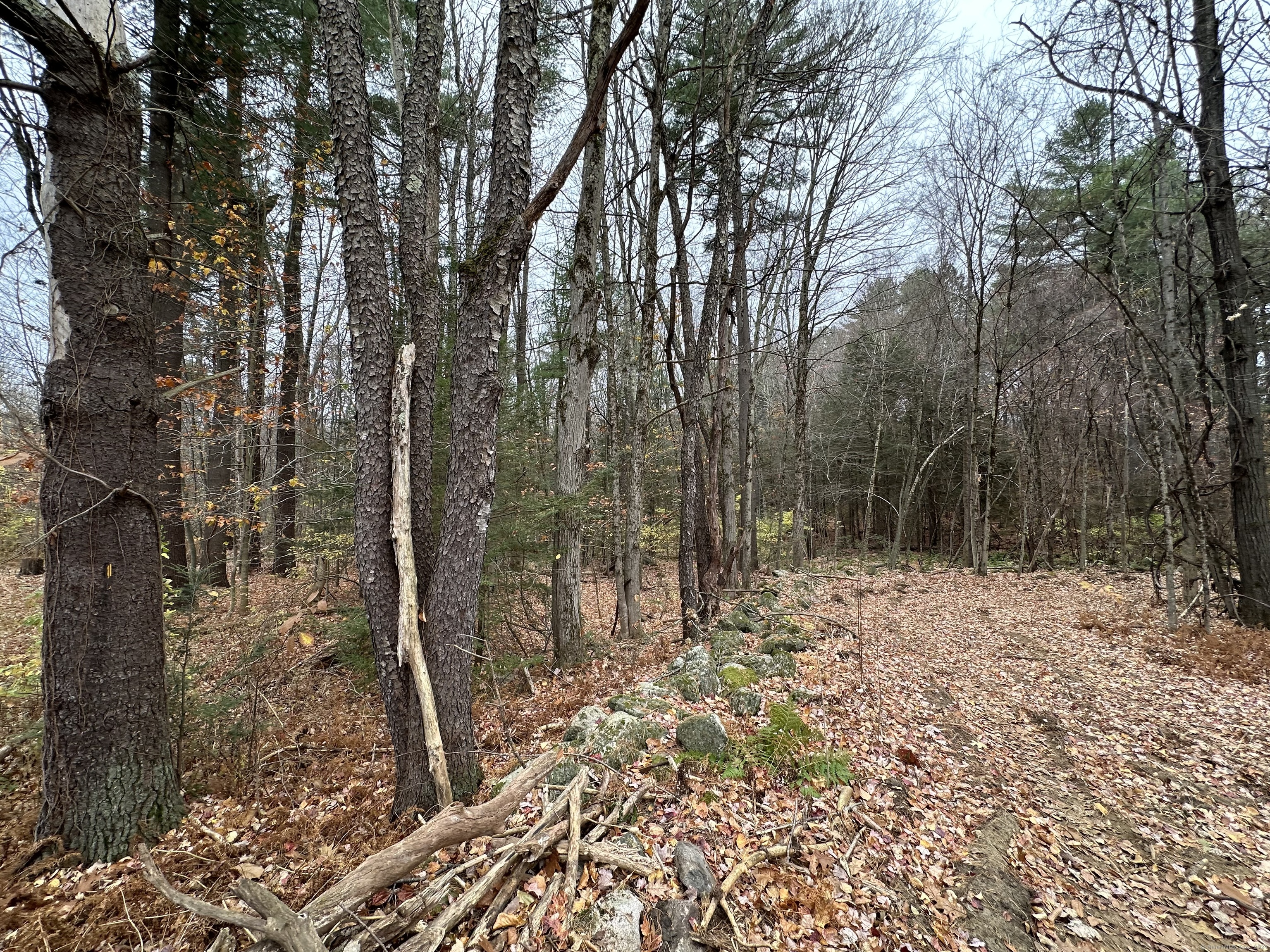 Center Street West Hartland, CT 06091 - Photo 2 of 7 a view of a forest filled with trees