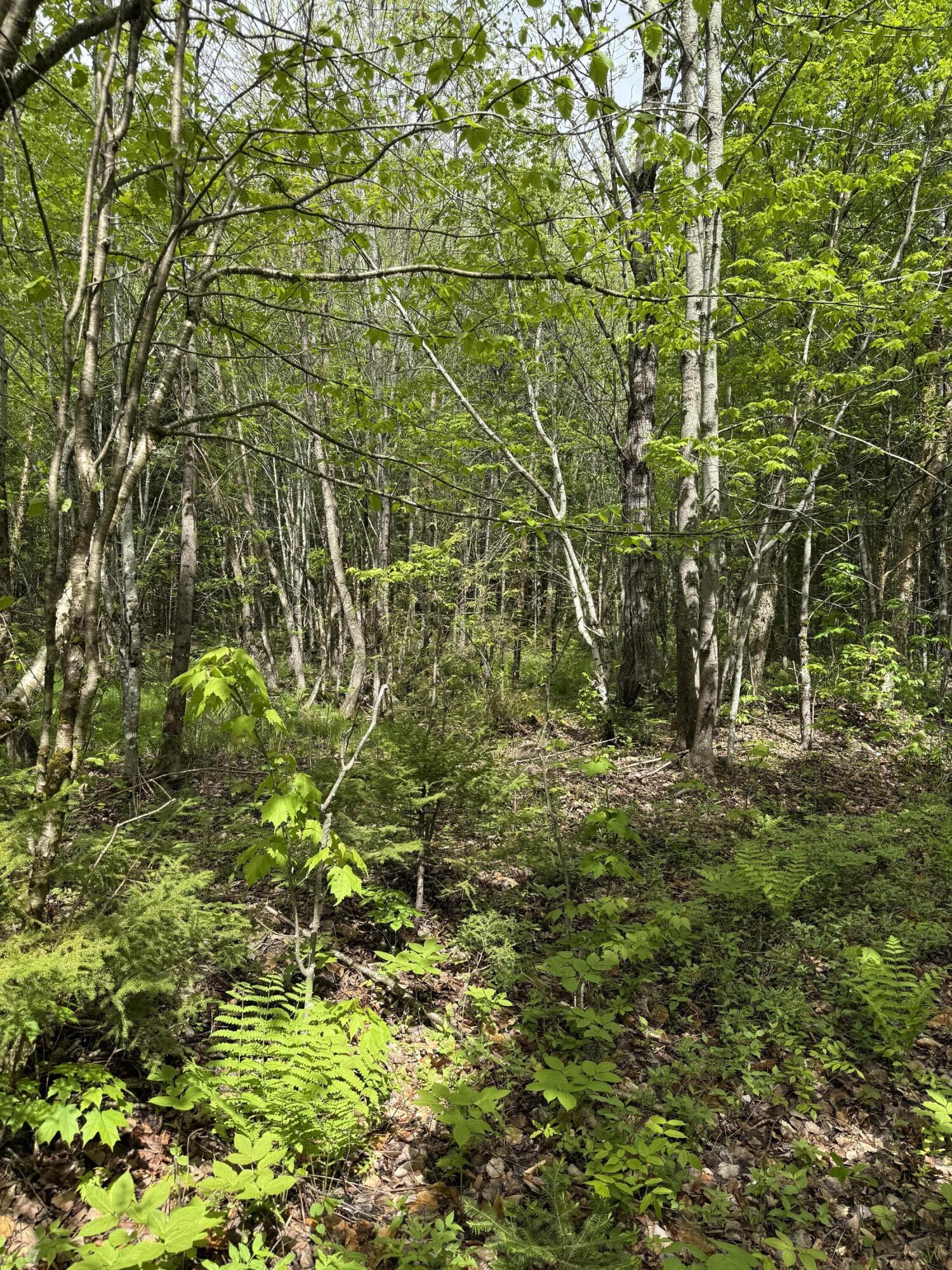 0 Dixie Road Wytopitlock, ME 04497 - Photo 7 of 8 IMG_9712