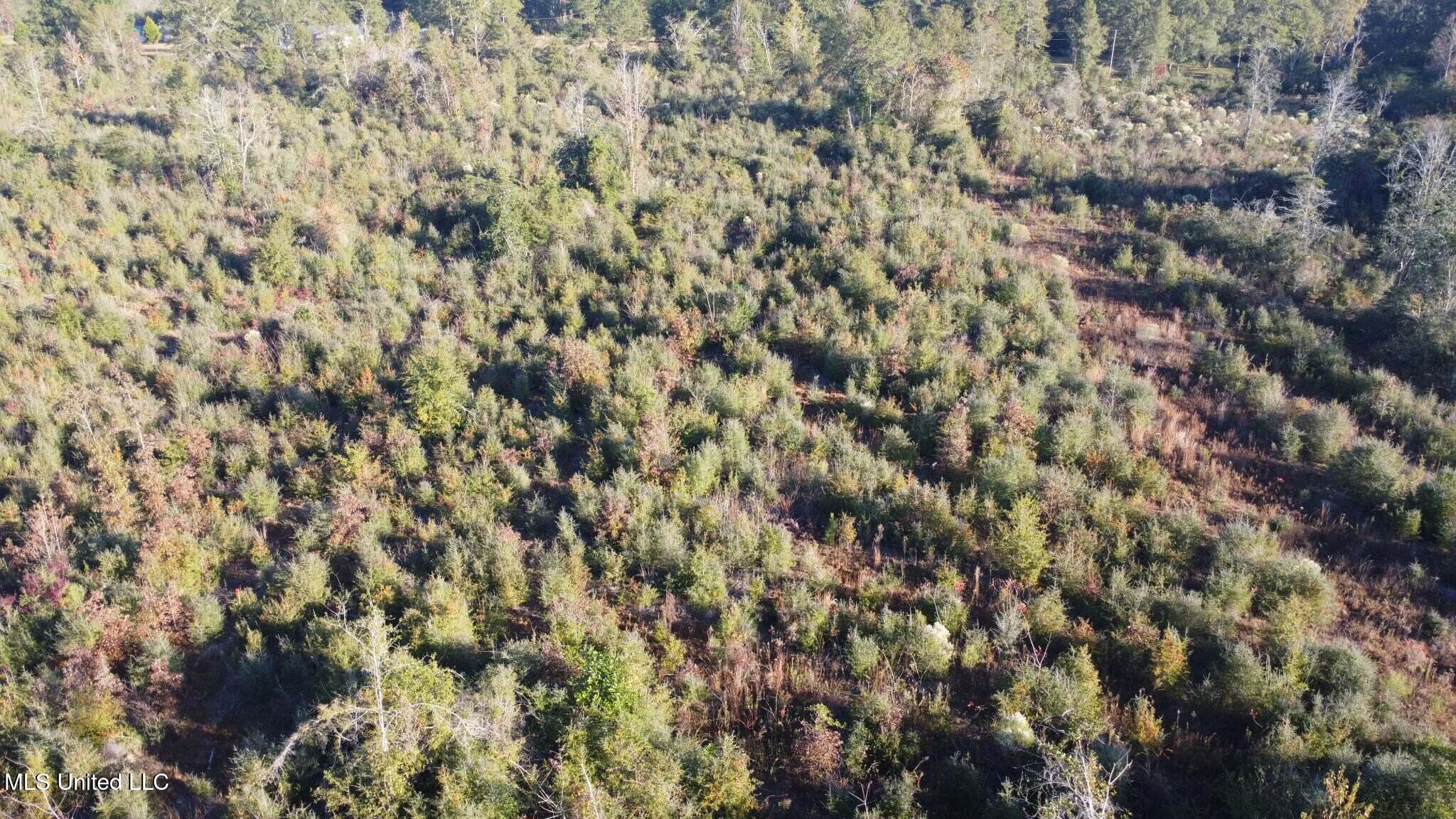 280 Pushapatapa Road Tylertown, MS 39667 - Photo 12 of 79 6d8bacd0-9b5d-48c1-9539-e7345564f311