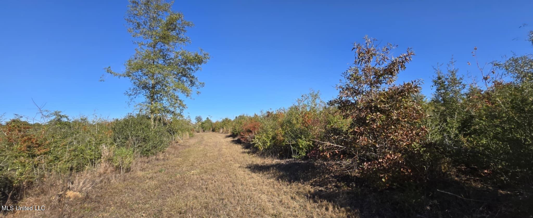 280 Pushapatapa Road Tylertown, MS 39667 - Photo 26 of 79 77a23a49-1a58-4fb6-a0e9-47e9d37b078b